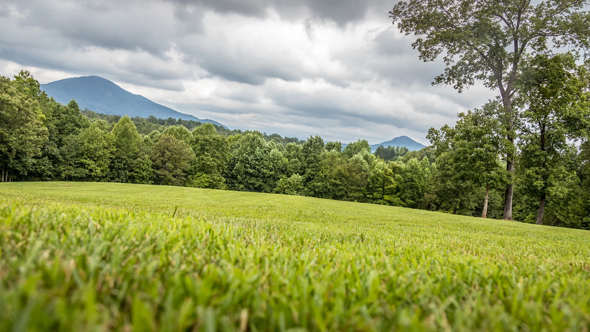You shouldn’t mow wet grass (Here’s why)